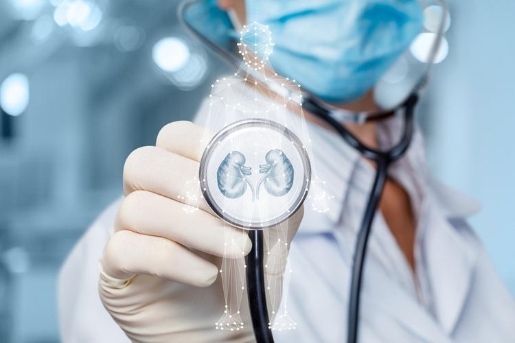 physician's gloved hand holds stethoscope over illustration of human body with kidneys.